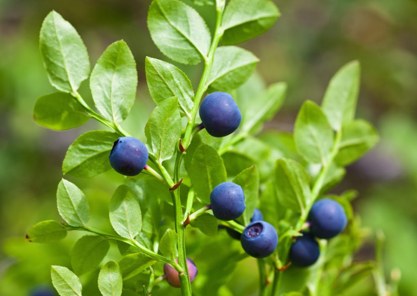 Vaccinium myrtillus