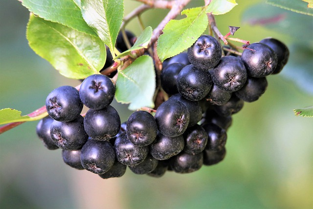 Aronia melanocarpa