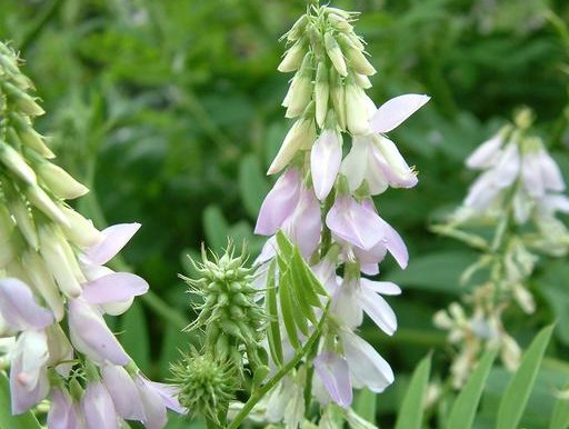 Galega officinalis