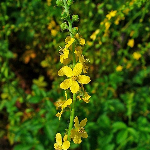 Agrimonia eupatoria
