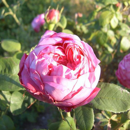 Rosa centifolia